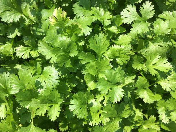 Herbs