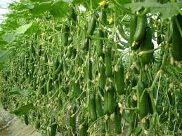 Vegetables