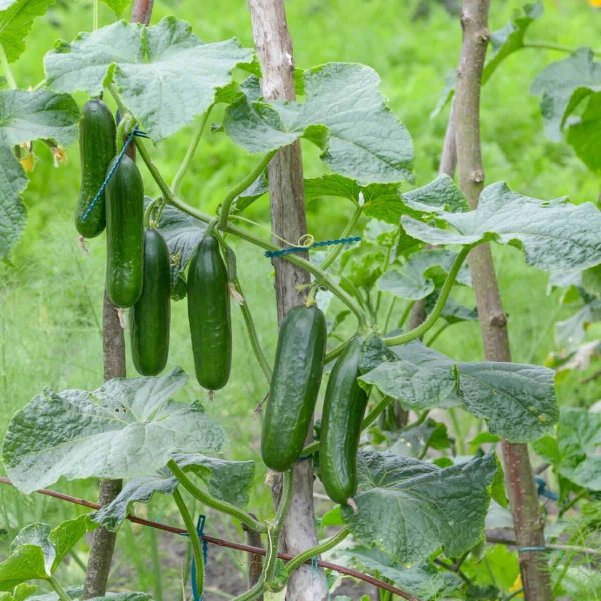 Vegetables