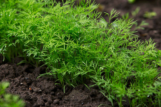 Herbs