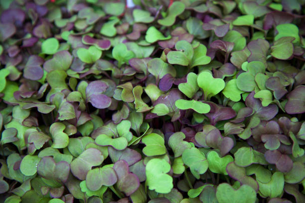 Greens