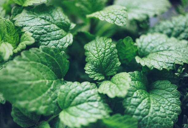 Herbs