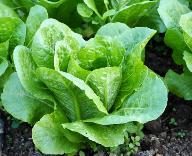 Greens