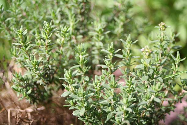 Herbs