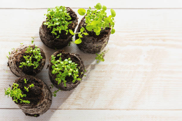 Thai Gardening Kit