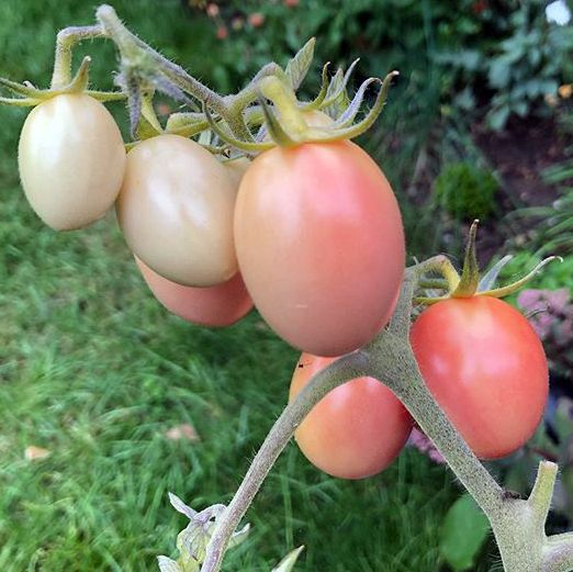 Tomatoes