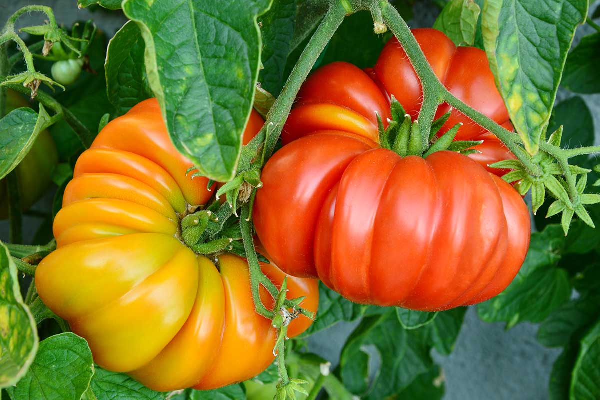 Tomatoes