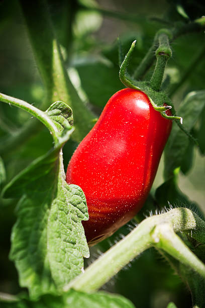 Tomatoes
