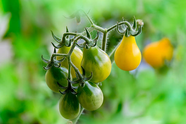 Tomatoes